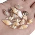 30pcs Sea Conch Shell Beads For Jewelry Making Cowrie Cowry Charm Beads DIY Necklace Bracelet Accessories Jewelry Findings preview-1