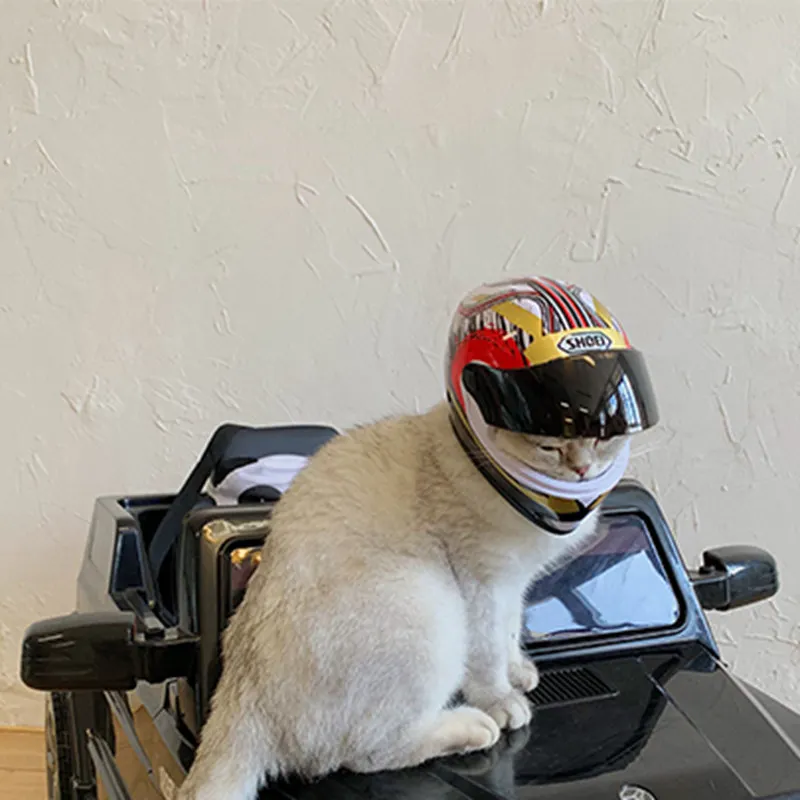 cat with motorcycle helmet