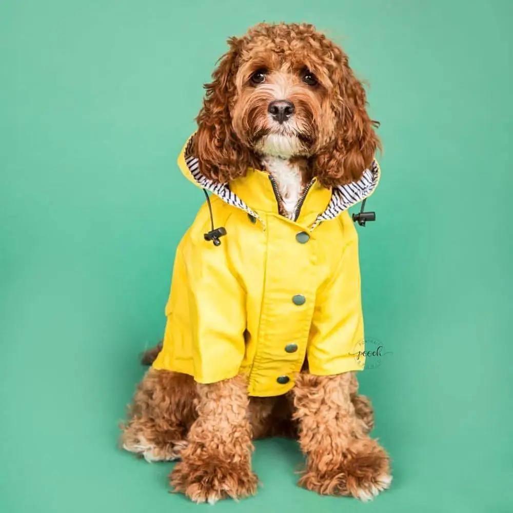 large dog raincoat