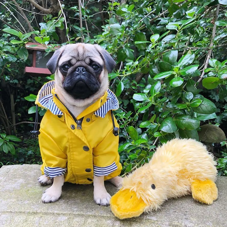 yellow dog jacket