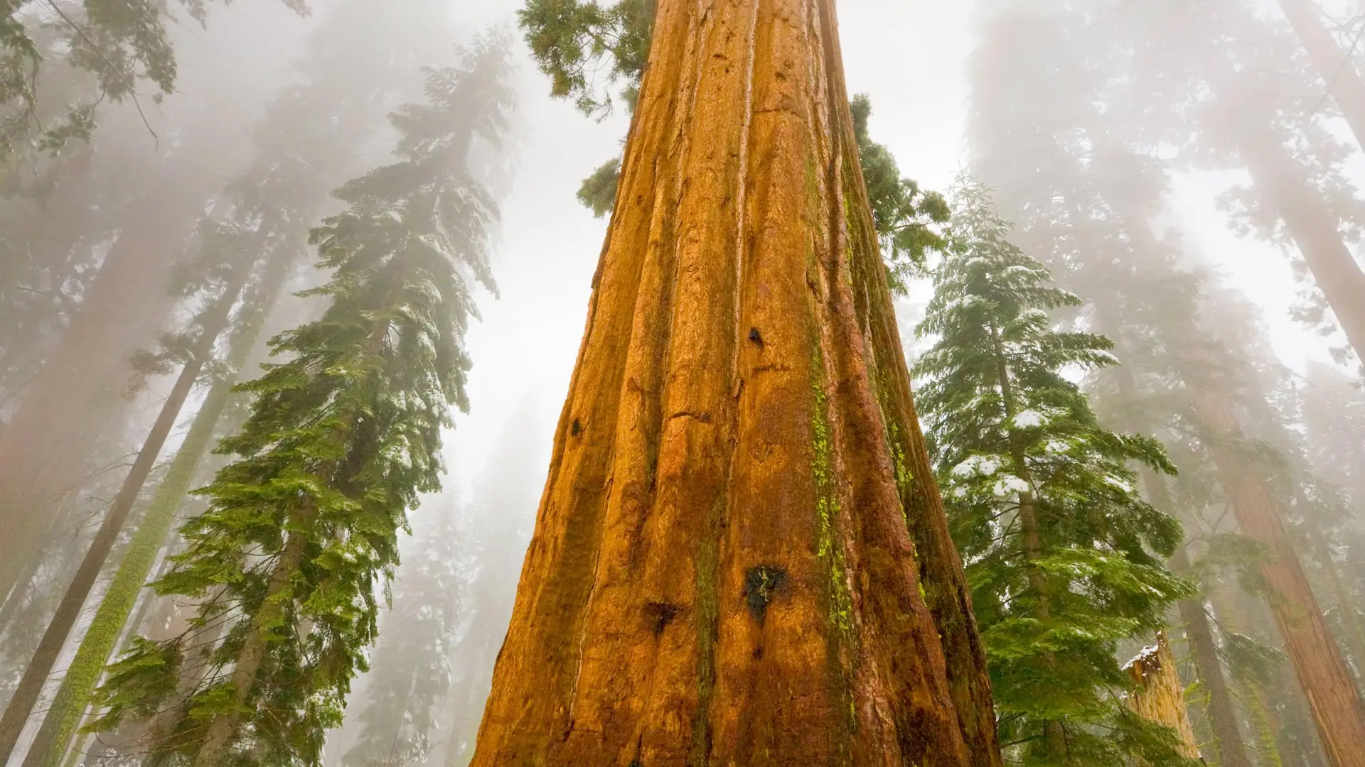GiantSequoia_EN-AU11110971924_1920x1080.png
