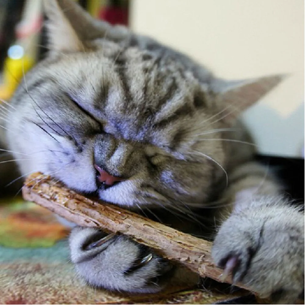 5Pcs Pure Natural Catnip Pet Cat Molar Toothpaste Branch Cleaning Teeth Silvervine Cat Snacks Sticks Cat Cleaning Teeth Product preview-7