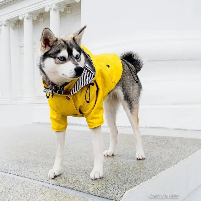 yellow dog jacket