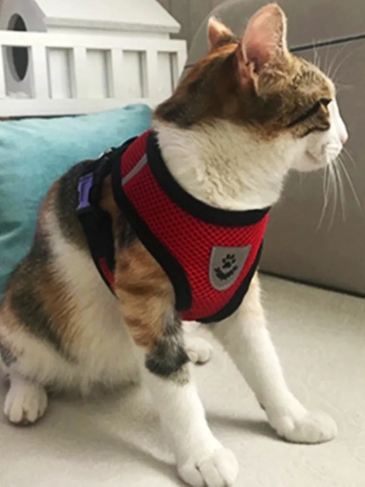 service cat harness