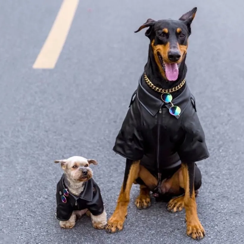 large dog leather jacket