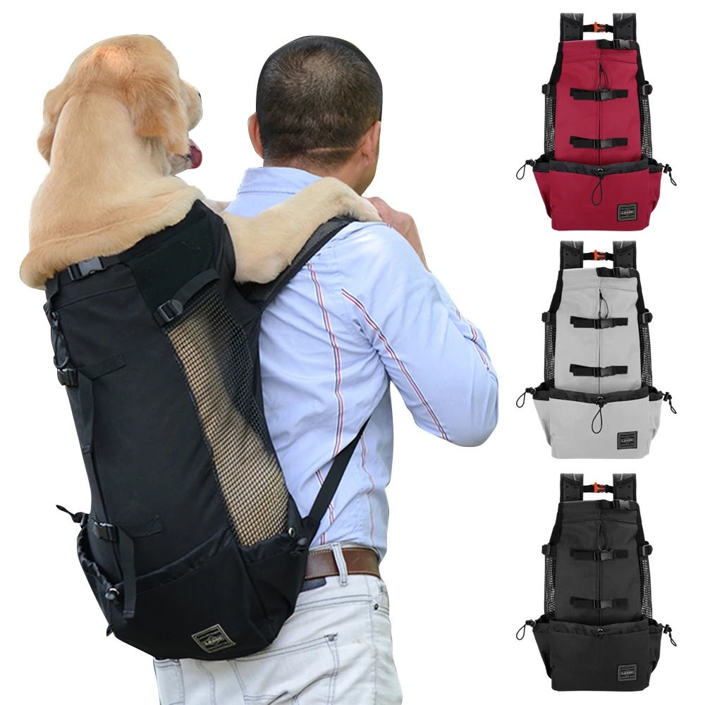 pug carrying backpack