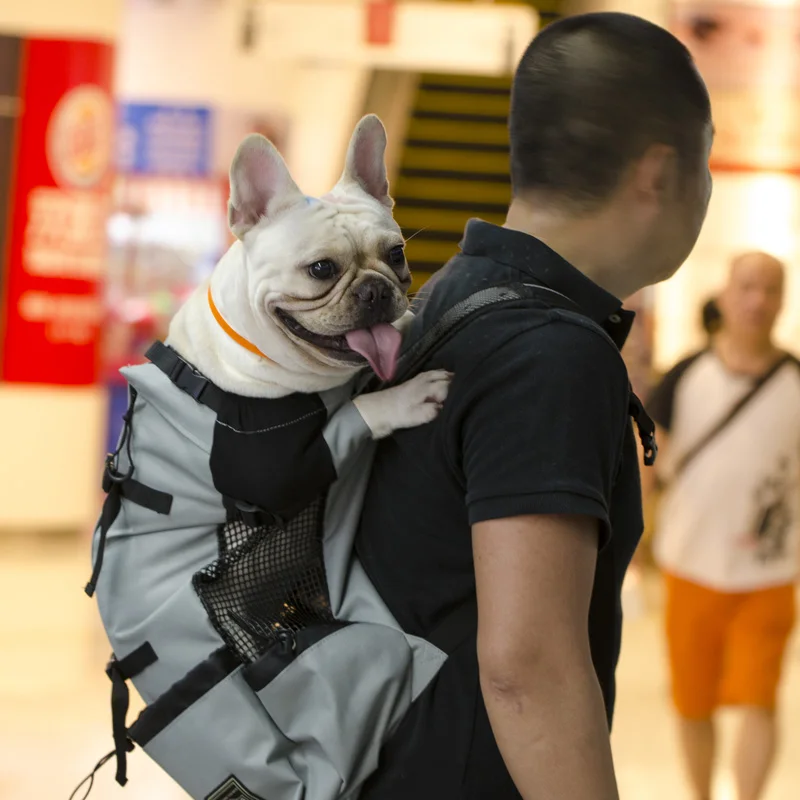 pug carrying backpack