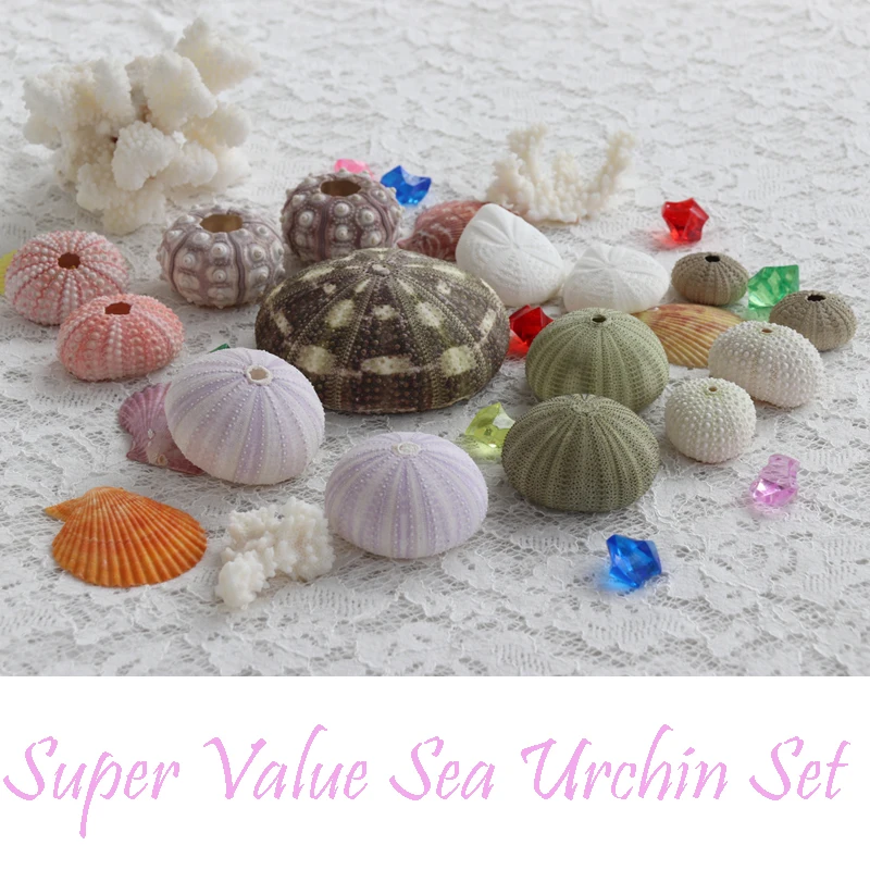 Natural Mini Conch Mediterranean 1Bag Interesting Colored Mixed Real Small  Sea Shells Aquarium Nautical Decoration Ornaments