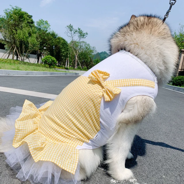 labrador dog dress