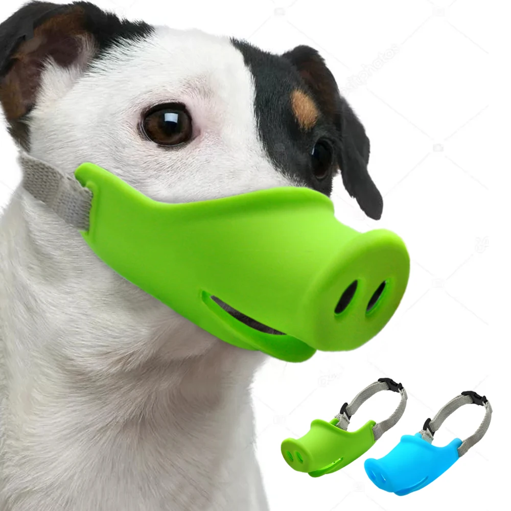 chihuahua with muzzle