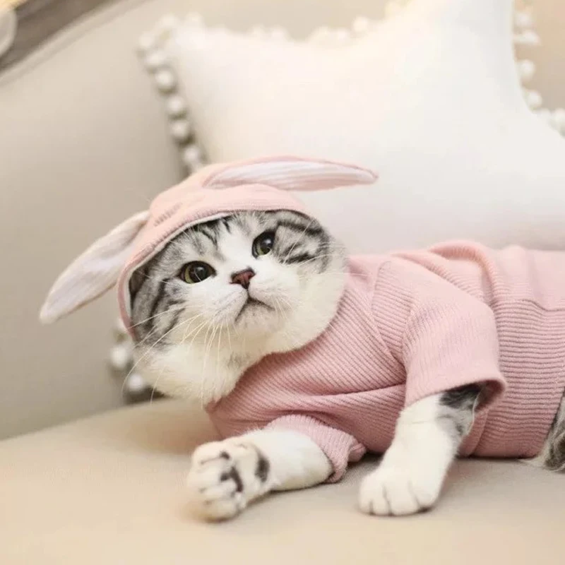 cute clothes for cats