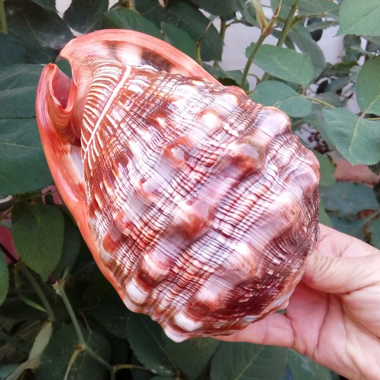 Αγορά Διακόσμηση σπιτιού  The natural big conch shell four famous snail  gift collection decoration big conch aquarium decoration seashells crafts