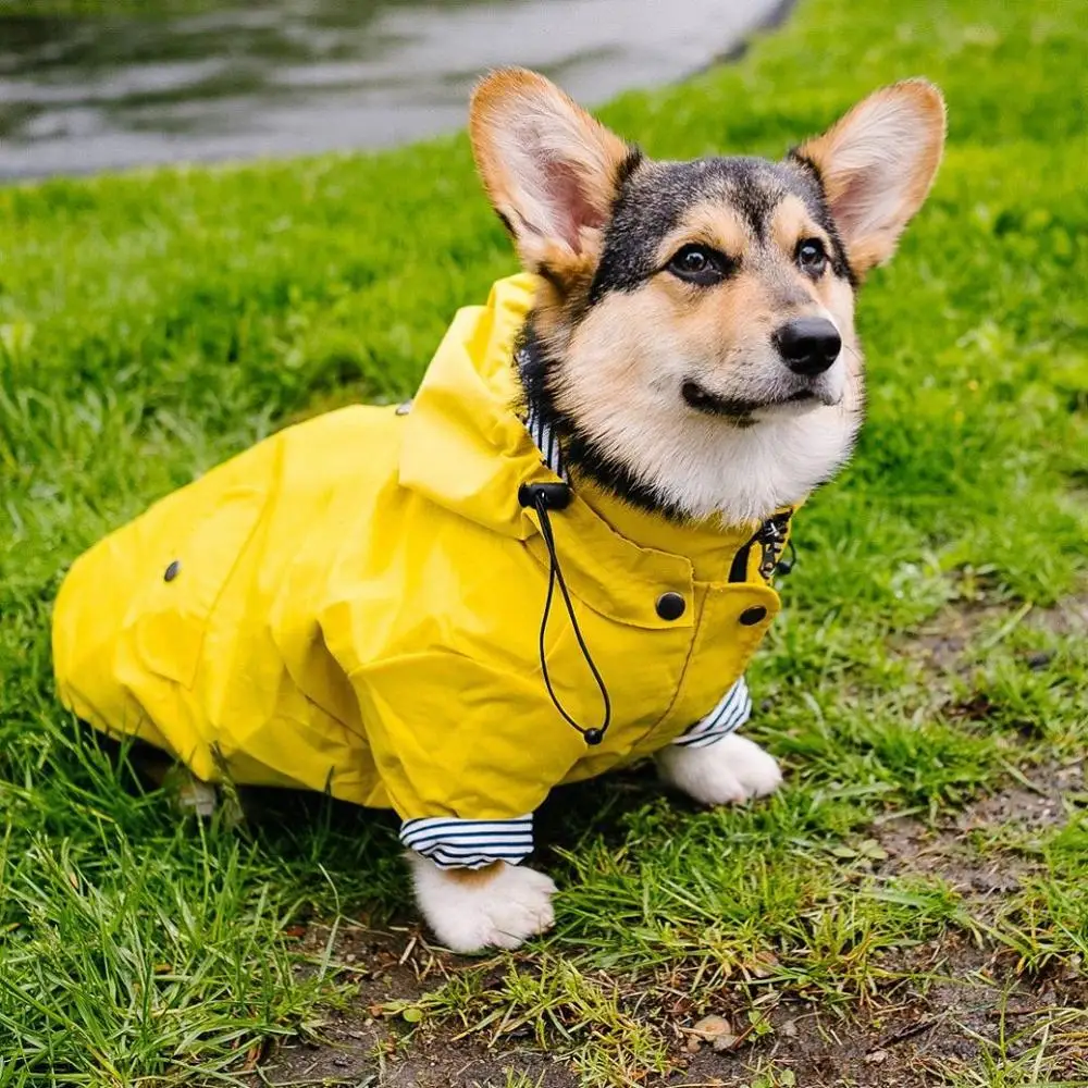 yellow dog jacket