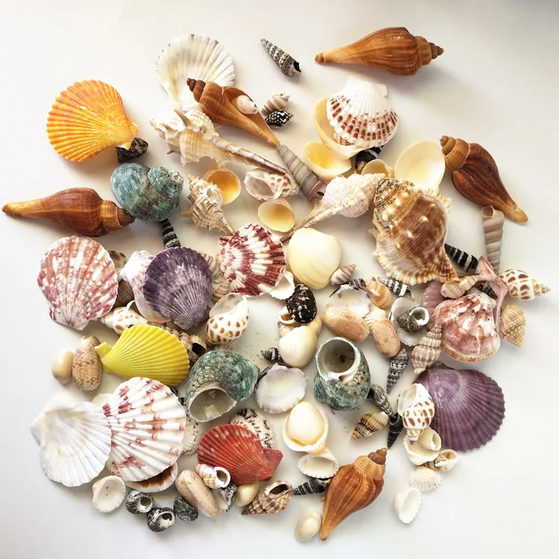 120PCS Mixed conch Ocean Sea shells Wedding Decor Beach Theme Party, Seashells Home Decorations, Fish Tank,Candle Making
