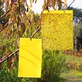 50/100 Pcs Strong Flies Traps Bugs Sticky Board Catching Aphid Insects Pest Killer White Fly Thrip Leafminer Adhesive Sticker preview-4