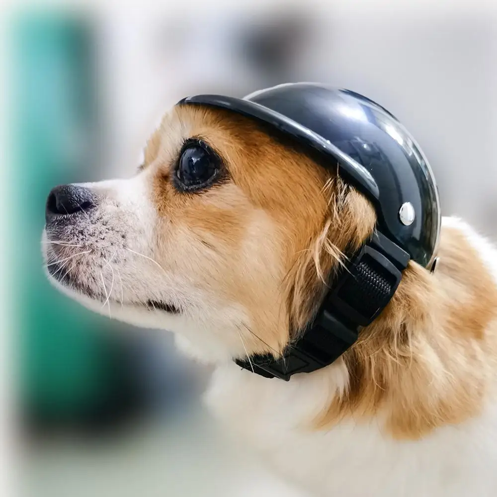 dog in helmet