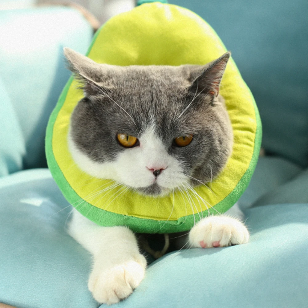 cat bread collar