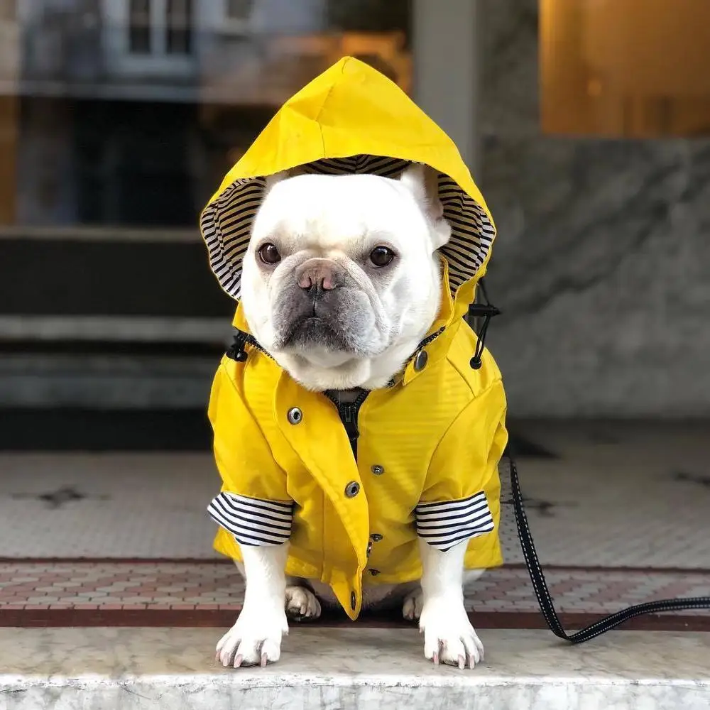 yellow dog jacket
