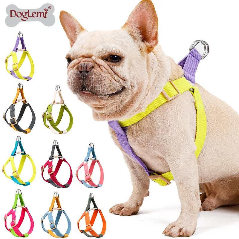 dog collar lead and harness