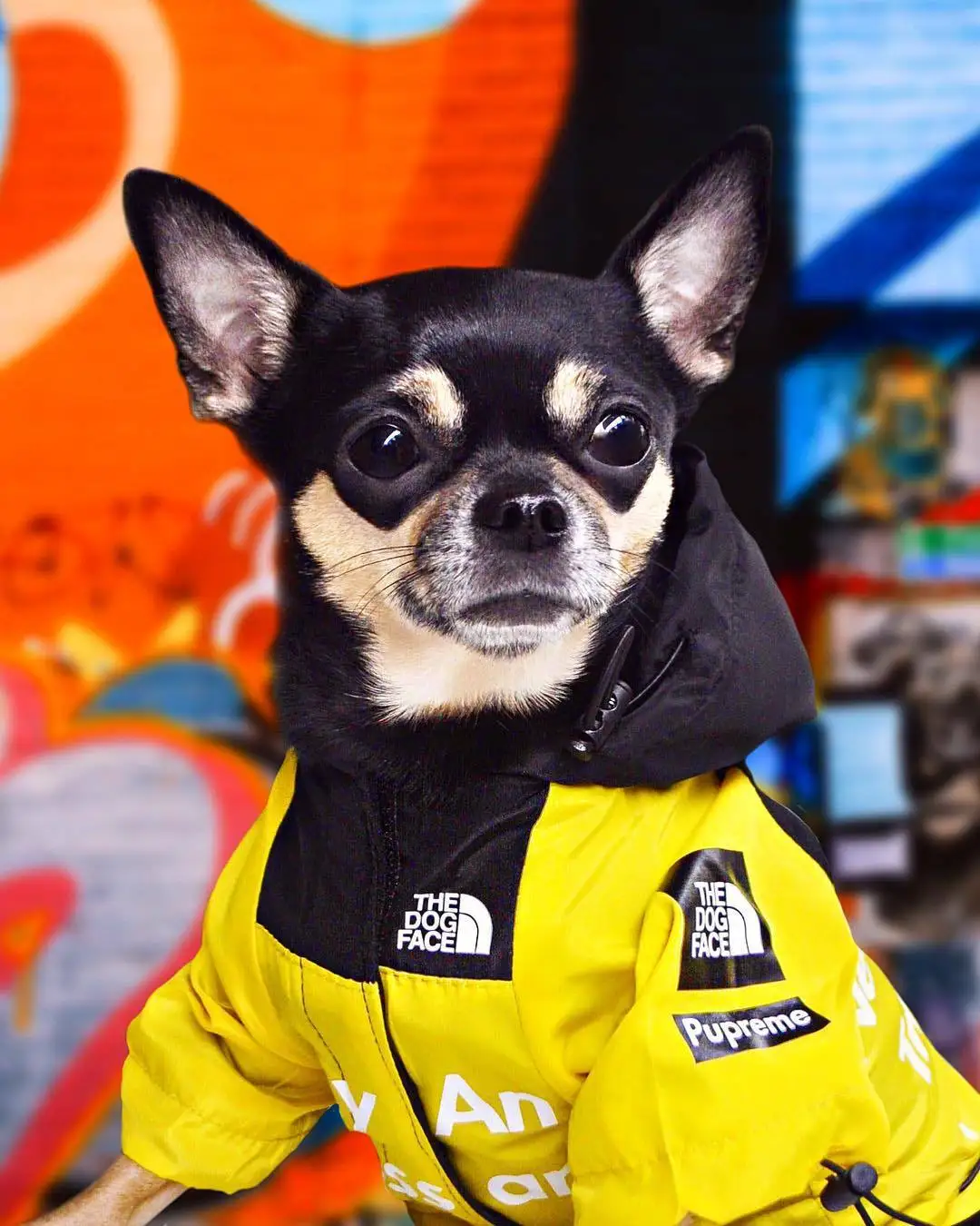 northface dog jacket