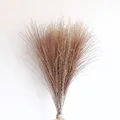 60Pcs Natural Dried Pampas Grass Boho Decor Fluffy White Pompous Reed Bunny Tail Wheat Stalk Decorative Wedding Flower Bouquet preview-4
