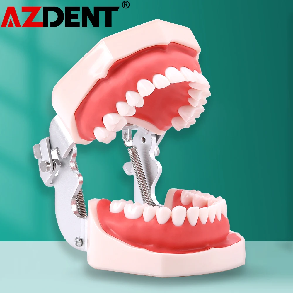 Купить Гигиена полости рта Azdent Dental Model Training Dental