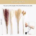 60Pcs Natural Dried Pampas Grass Boho Decor Fluffy White Pompous Reed Bunny Tail Wheat Stalk Decorative Wedding Flower Bouquet preview-3