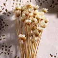 30pcs/bunch Mini Brazil Star Daisy Shooting Props Dried Flower Daisy  Artificial Flowers Bouquets Floral Wedding Decoration preview-2