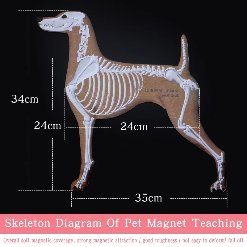 Pet Magnet Skeleton Picture Teaching Dog Magnetic Skeleton Wall Picture by Pet Beautician School-animated-img