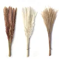 60Pcs Natural Dried Pampas Grass Boho Decor Fluffy White Pompous Reed Bunny Tail Wheat Stalk Decorative Wedding Flower Bouquet preview-6