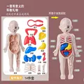 בובת הרכבה גוף האדם תלת מימדית לילדים - דרך כיפית ללמוד preview-4