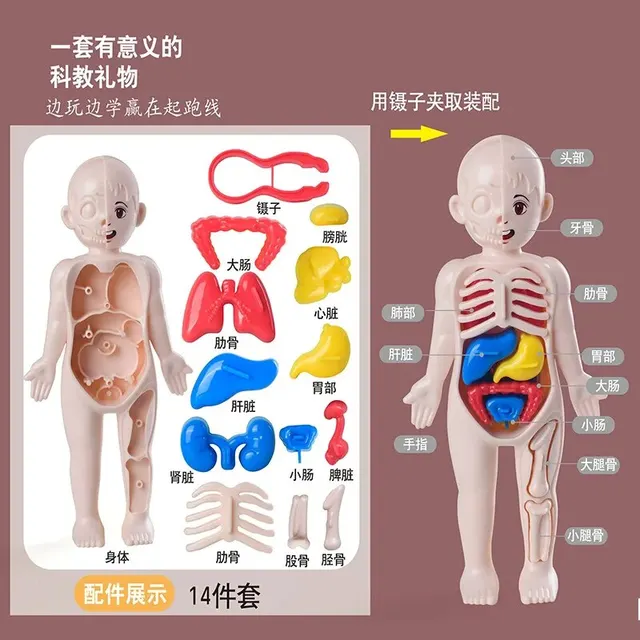 בובת הרכבה גוף האדם תלת מימדית לילדים - דרך כיפית ללמוד-animated-img