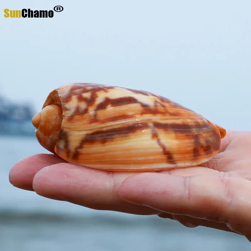 Natural Sea Shells Conch Fish Tank Aquarium Landscape Ornament Home Decor  DIY