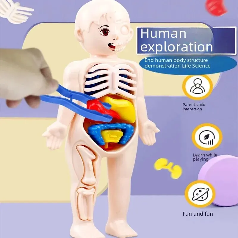 בובת הרכבה גוף האדם תלת מימדית לילדים - דרך כיפית ללמוד preview-1