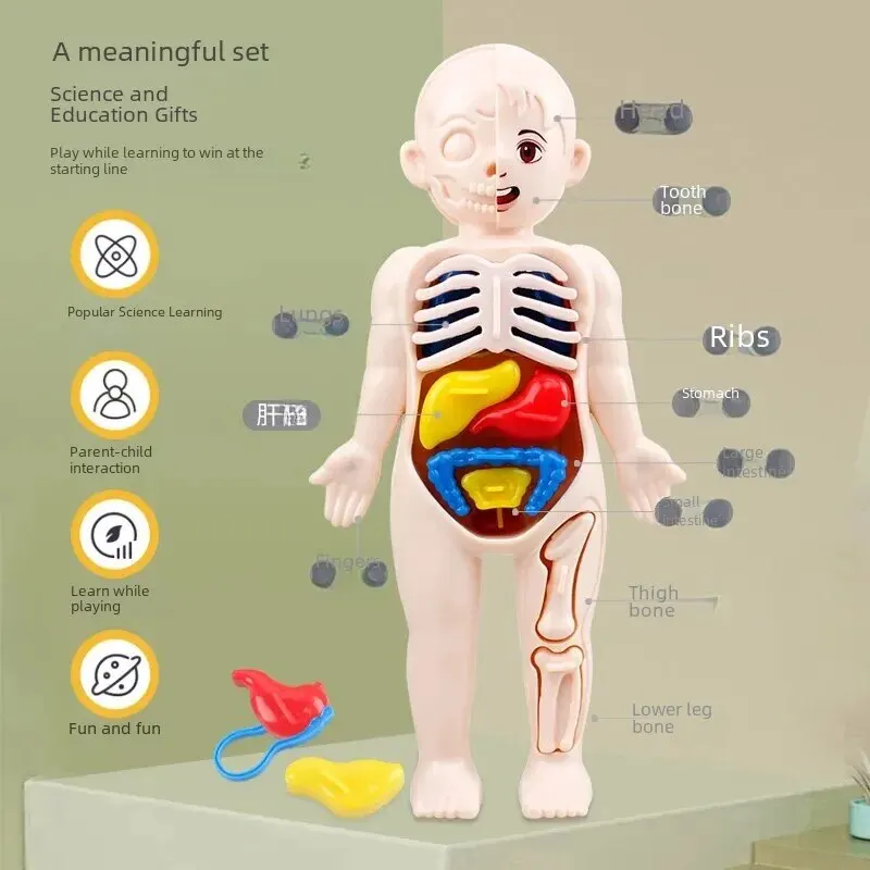 בובת הרכבה גוף האדם תלת מימדית לילדים - דרך כיפית ללמוד preview-2